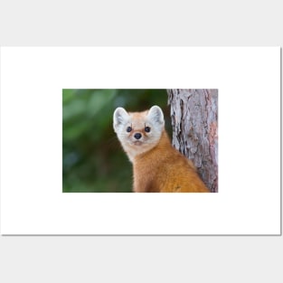 Pine Marten - Algonquin Park Posters and Art